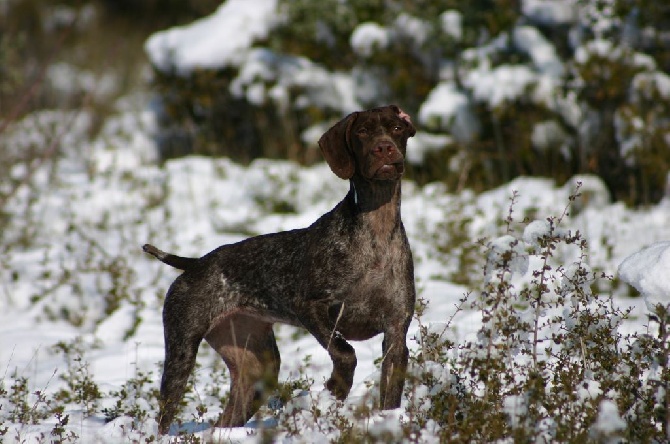 De Comba Jaur - De futurs chiots