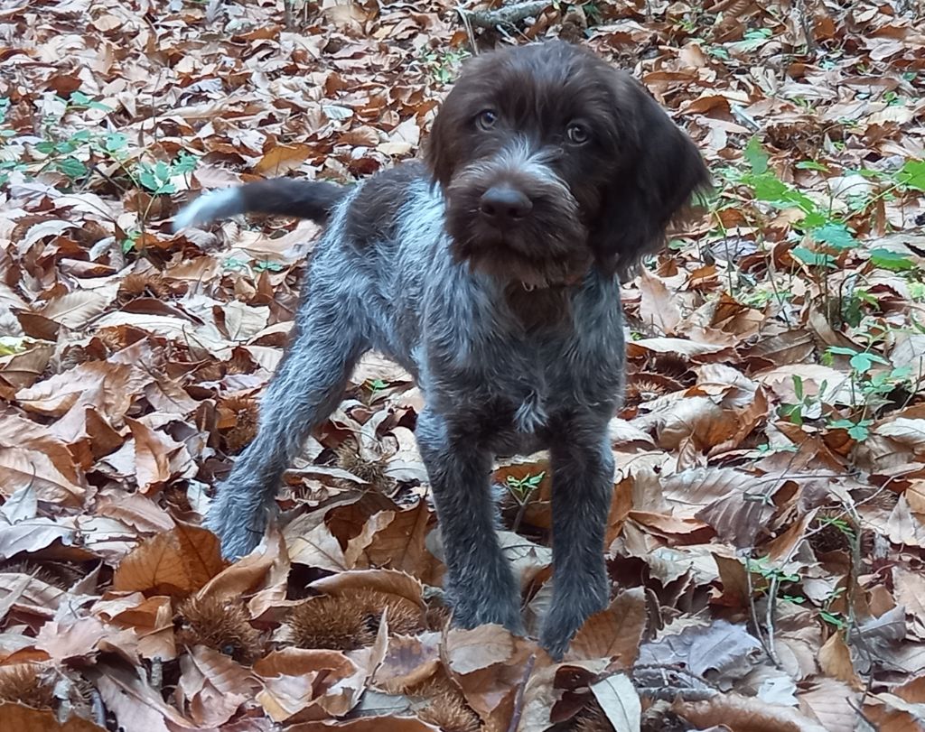 De Comba Jaur - Chiot disponible  - Griffon d'arrêt à poil dur Korthals