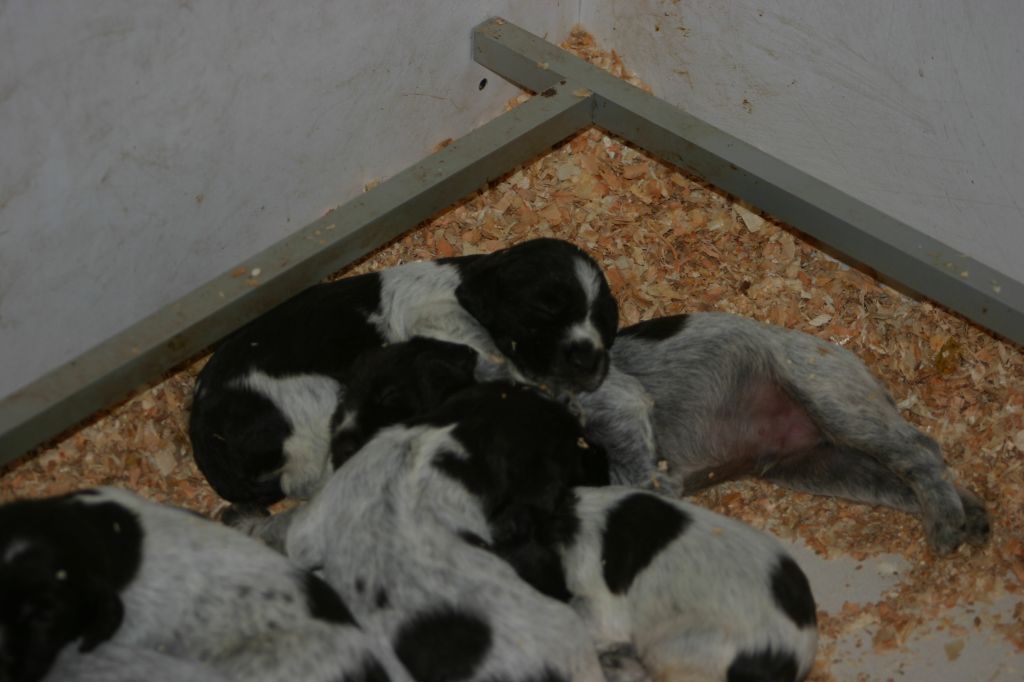 chiot Griffon d'arrêt à poil dur Korthals De Comba Jaur