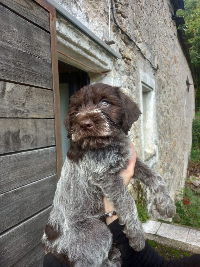 De Comba Jaur - Chiot disponible  - Griffon d'arrêt à poil dur Korthals