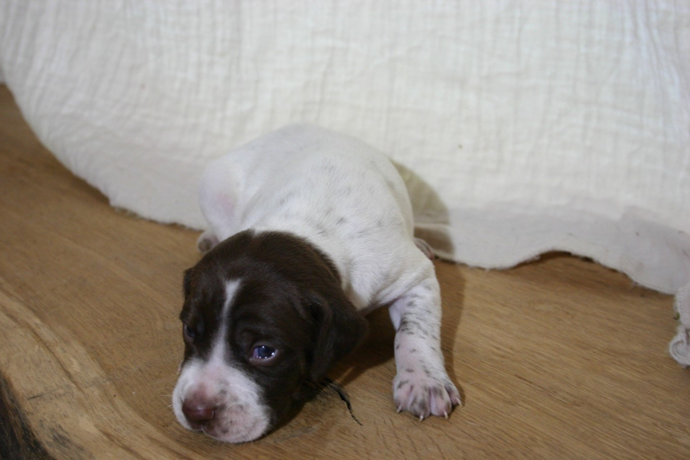 De Comba Jaur - Chiots disponibles - Braque français, type Pyrenees (petite taille)