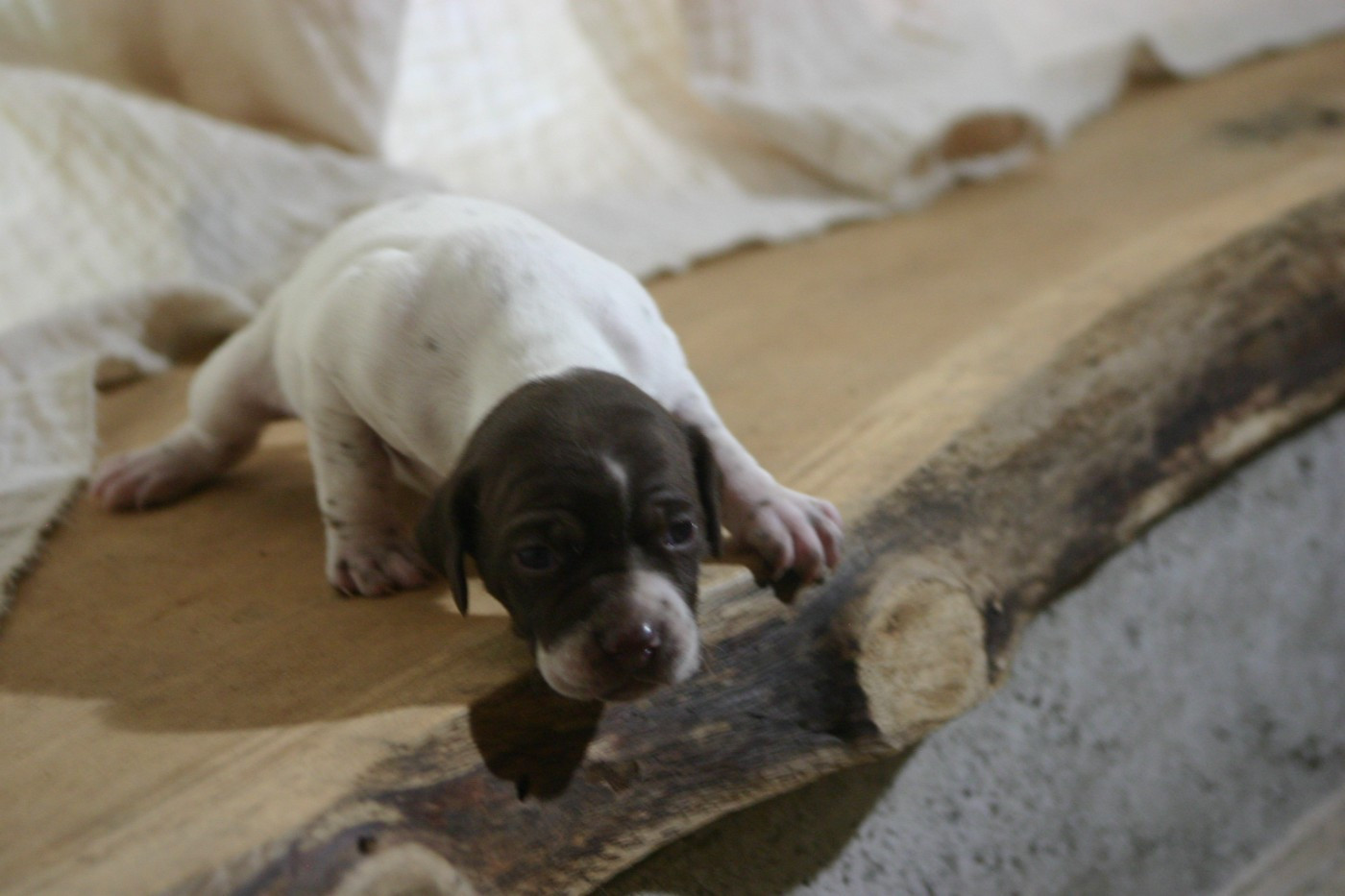 De Comba Jaur - Chiots disponibles - Braque français, type Pyrenees (petite taille)