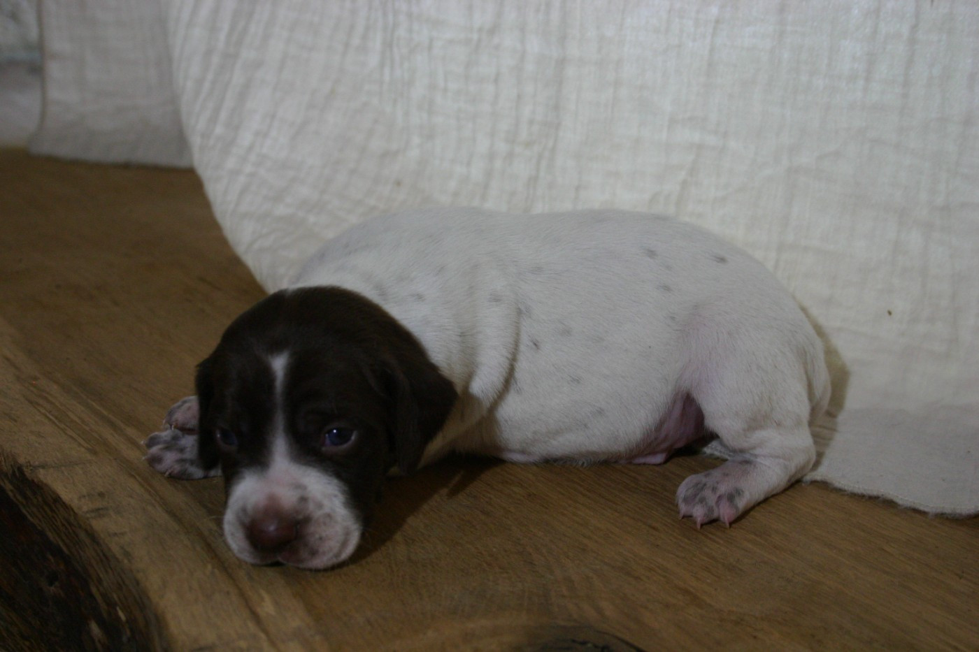 De Comba Jaur - Chiots disponibles - Braque français, type Pyrenees (petite taille)