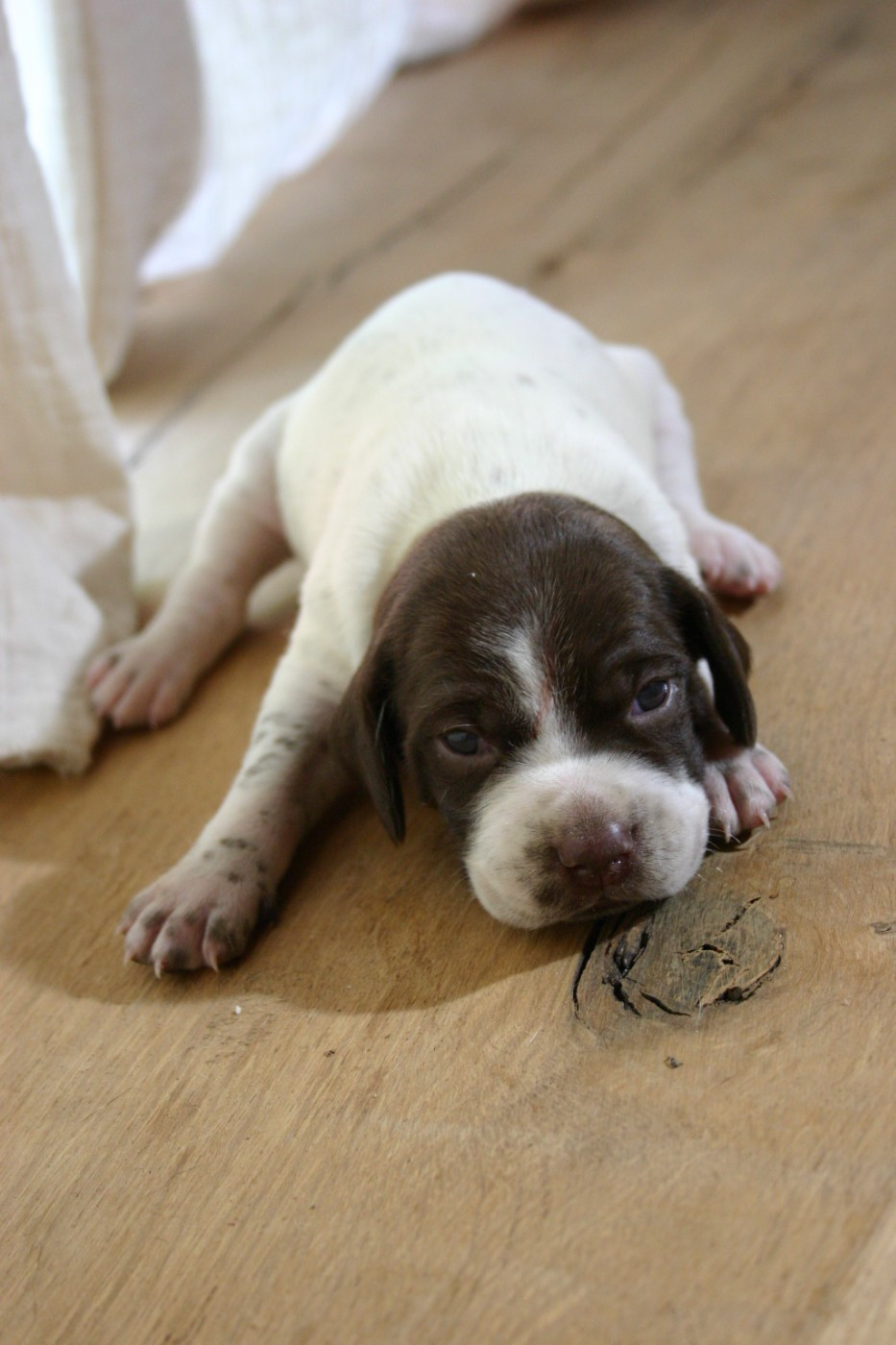 De Comba Jaur - Chiots disponibles - Braque français, type Pyrenees (petite taille)