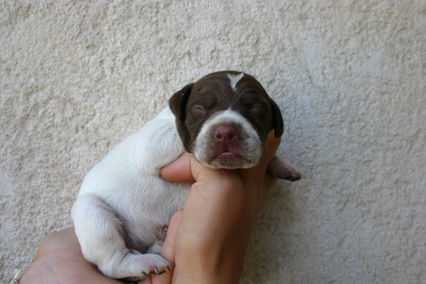 De Comba Jaur - Chiots disponibles - Braque français, type Pyrenees (petite taille)