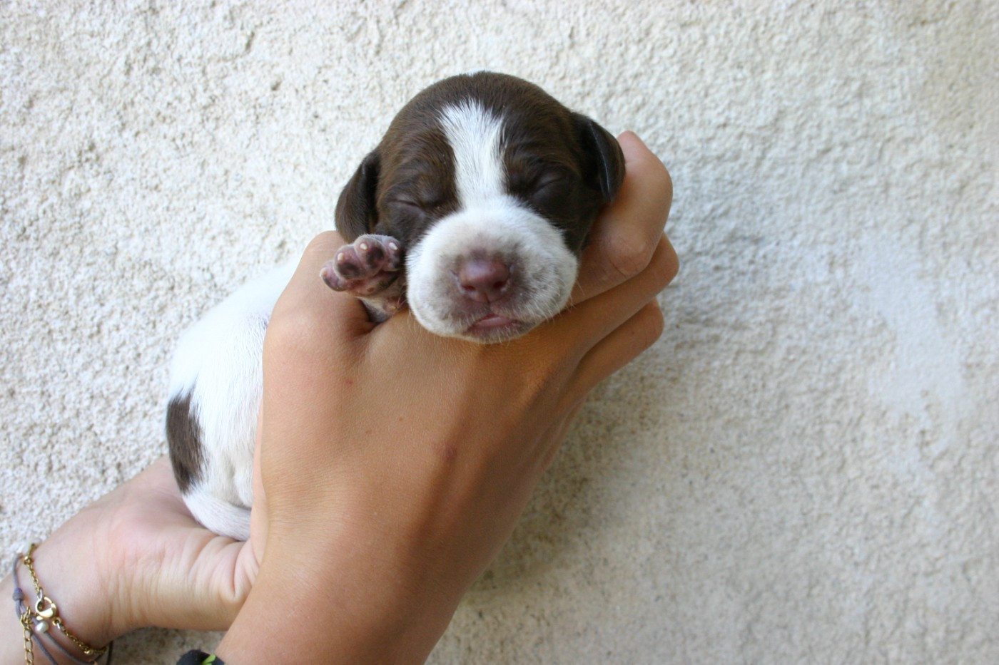 De Comba Jaur - Chiots disponibles - Braque français, type Pyrenees (petite taille)