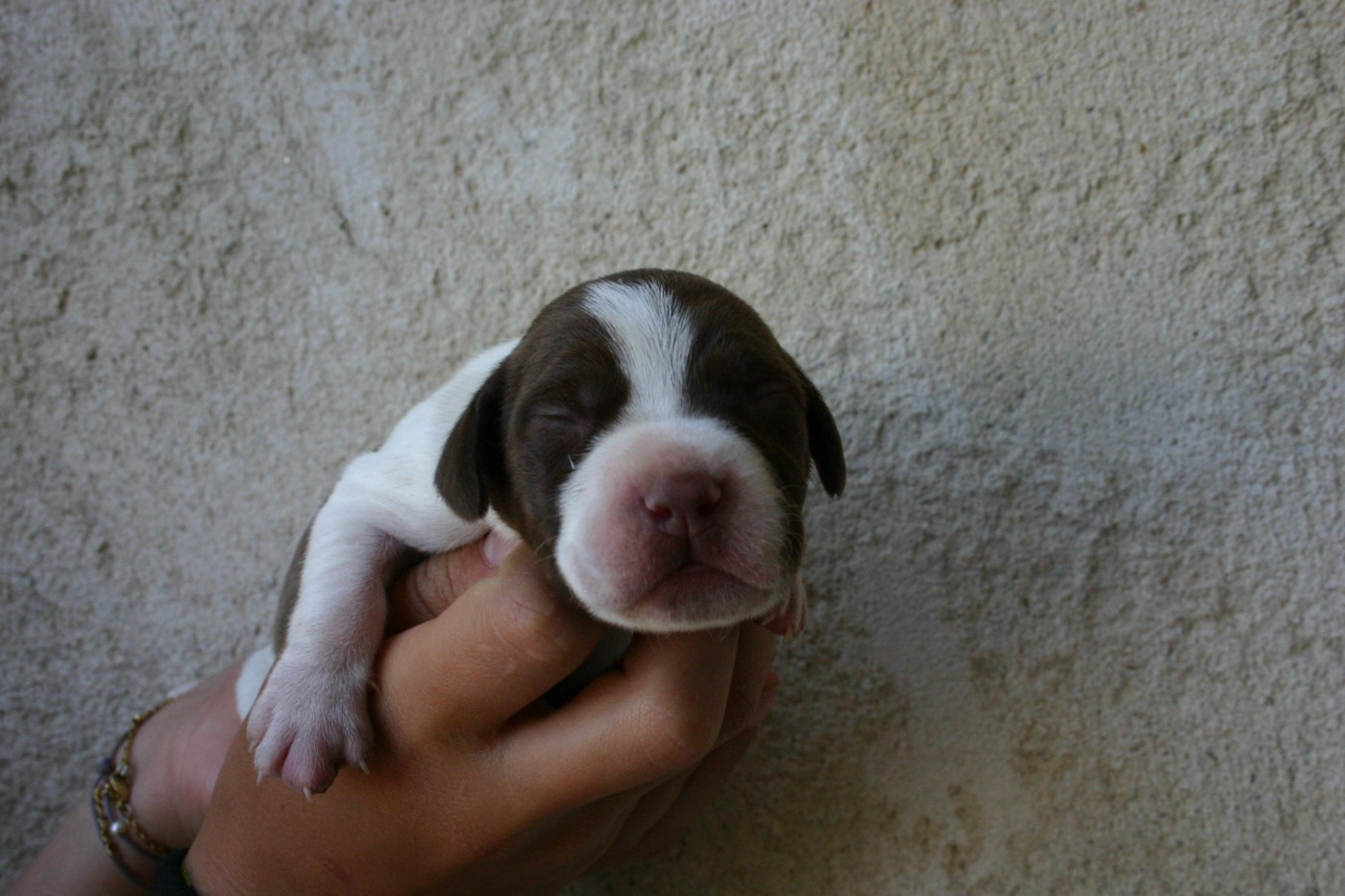 De Comba Jaur - Chiots disponibles - Braque français, type Pyrenees (petite taille)