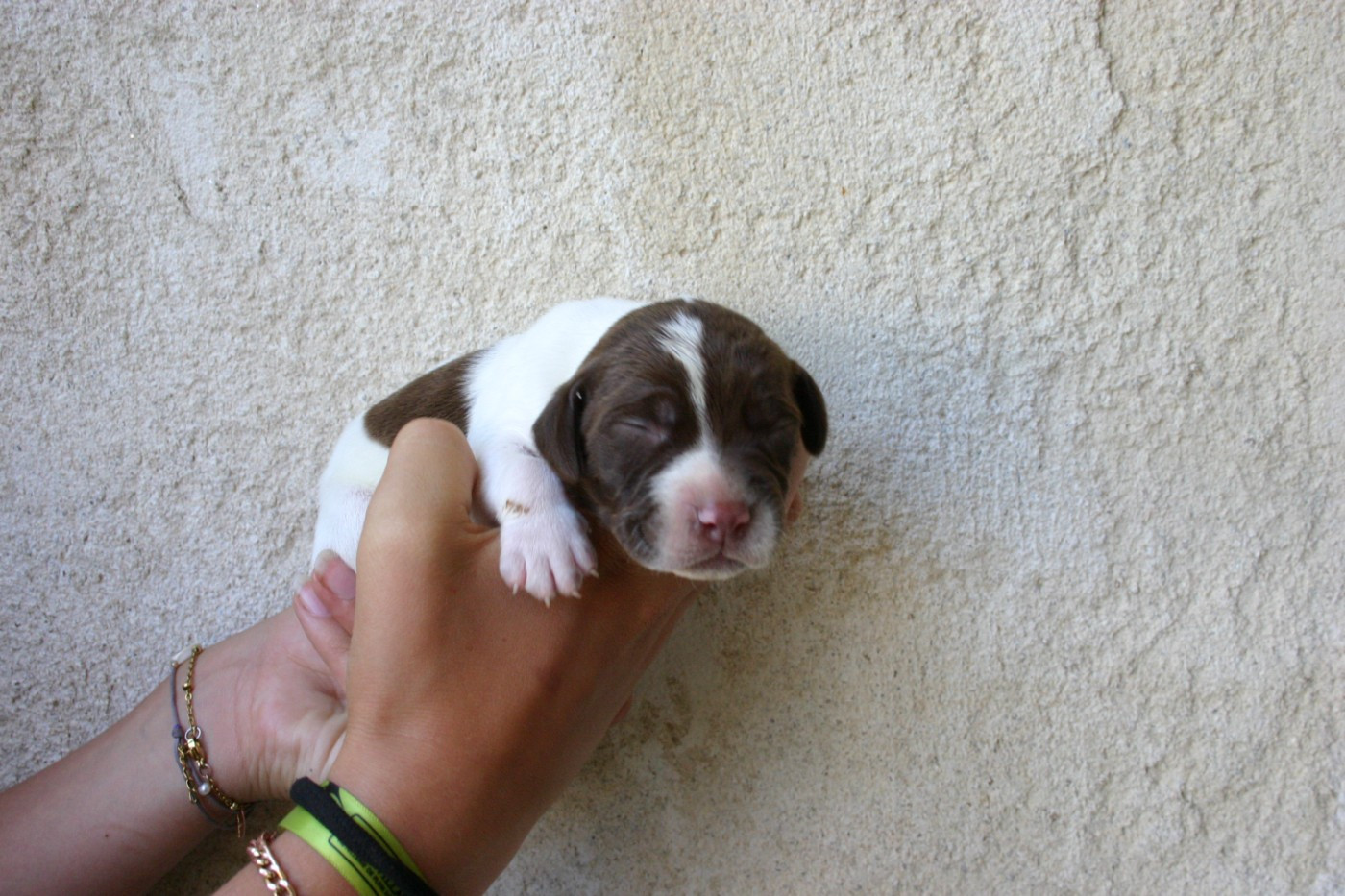 De Comba Jaur - Chiots disponibles - Braque français, type Pyrenees (petite taille)