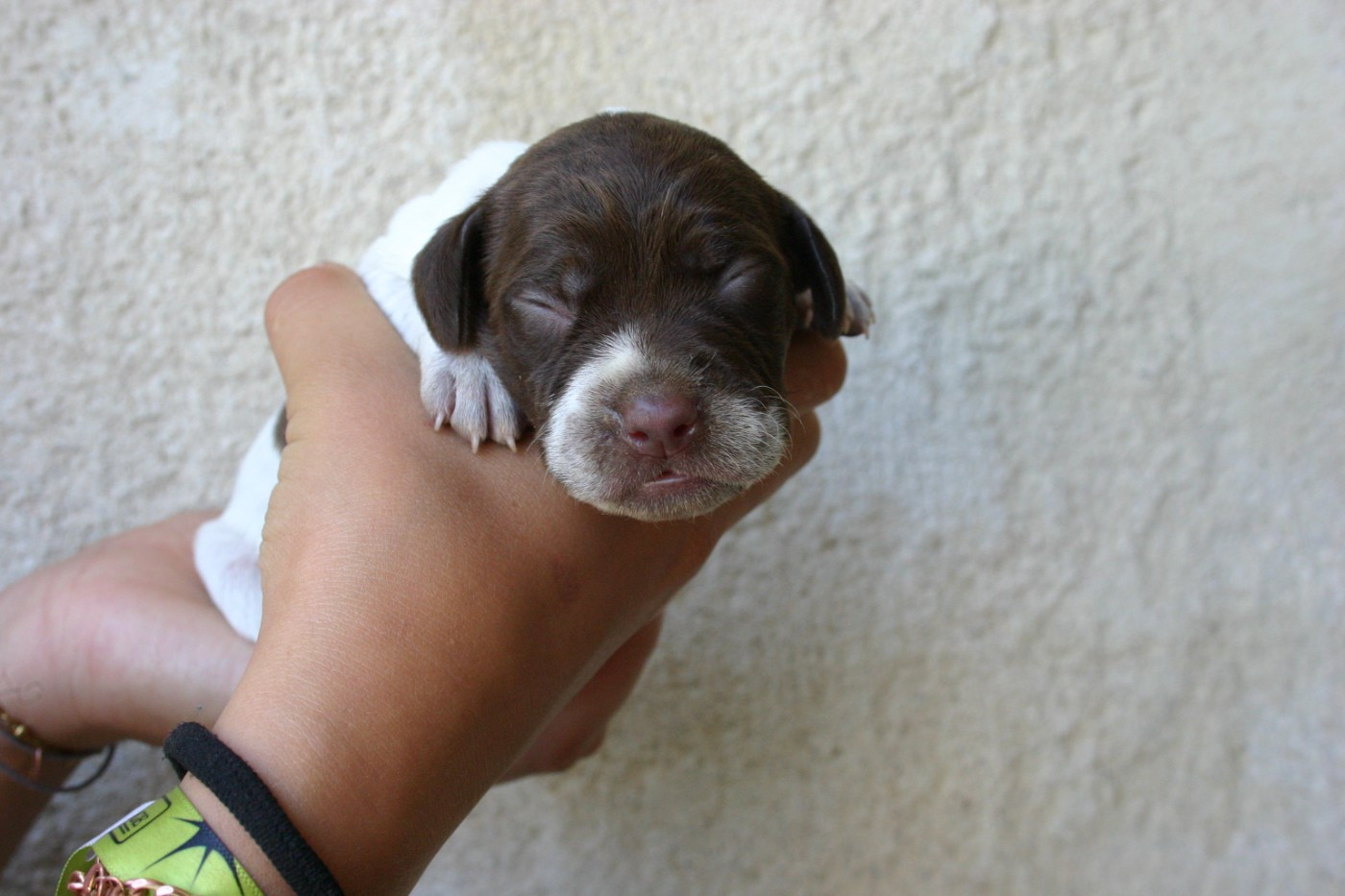 De Comba Jaur - Chiots disponibles - Braque français, type Pyrenees (petite taille)