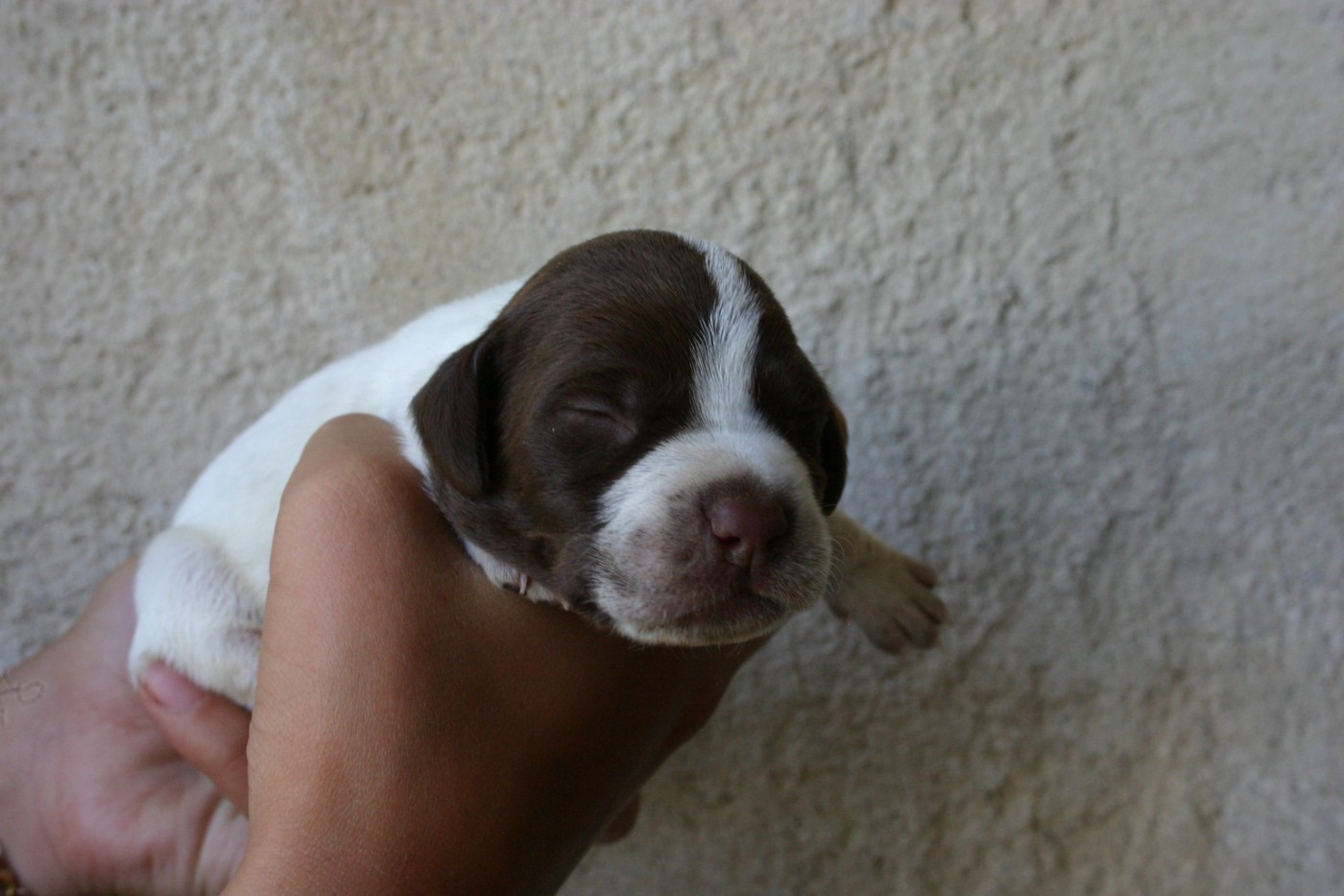 De Comba Jaur - Chiots disponibles - Braque français, type Pyrenees (petite taille)