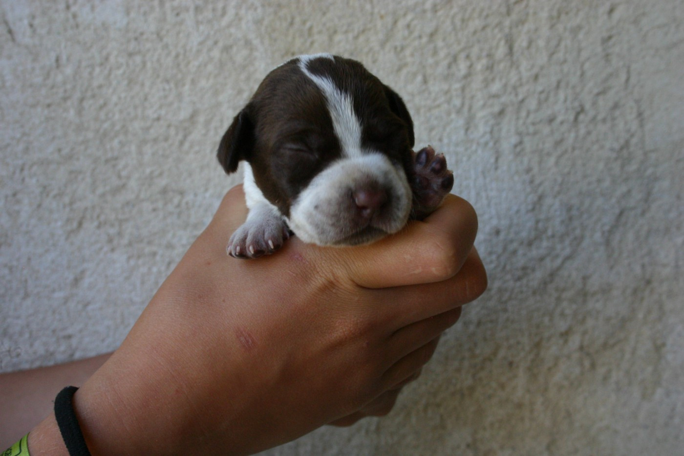 De Comba Jaur - Chiots disponibles - Braque français, type Pyrenees (petite taille)