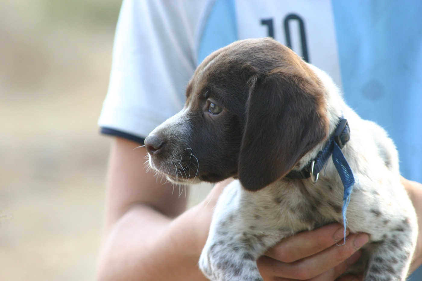 De Comba Jaur - Chiots disponibles - Braque français, type Pyrenees (petite taille)