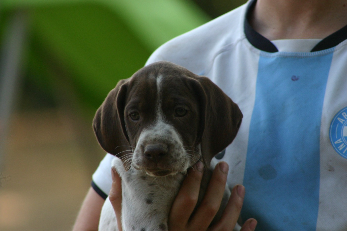 De Comba Jaur - Chiots disponibles - Braque français, type Pyrenees (petite taille)
