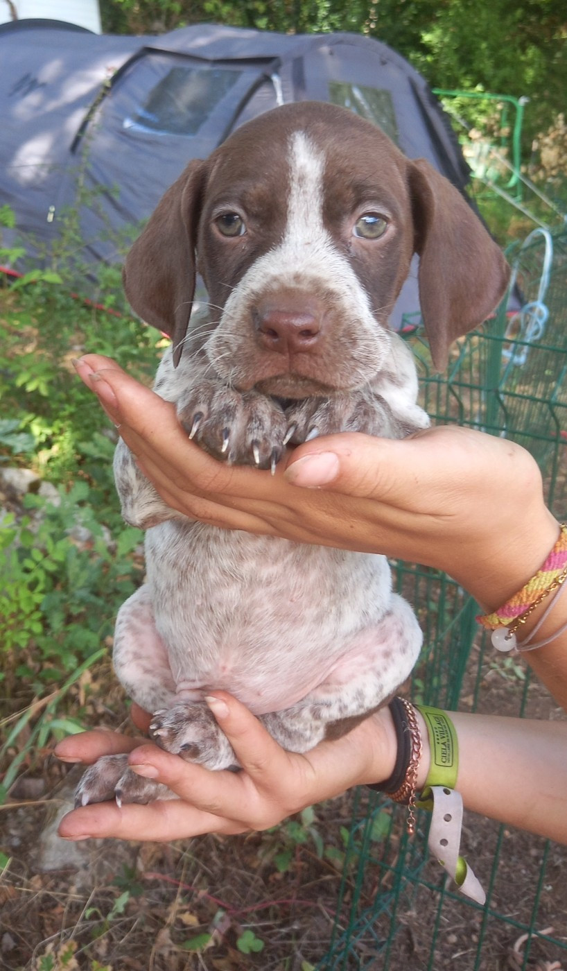 De Comba Jaur - Chiots disponibles - Braque français, type Pyrenees (petite taille)