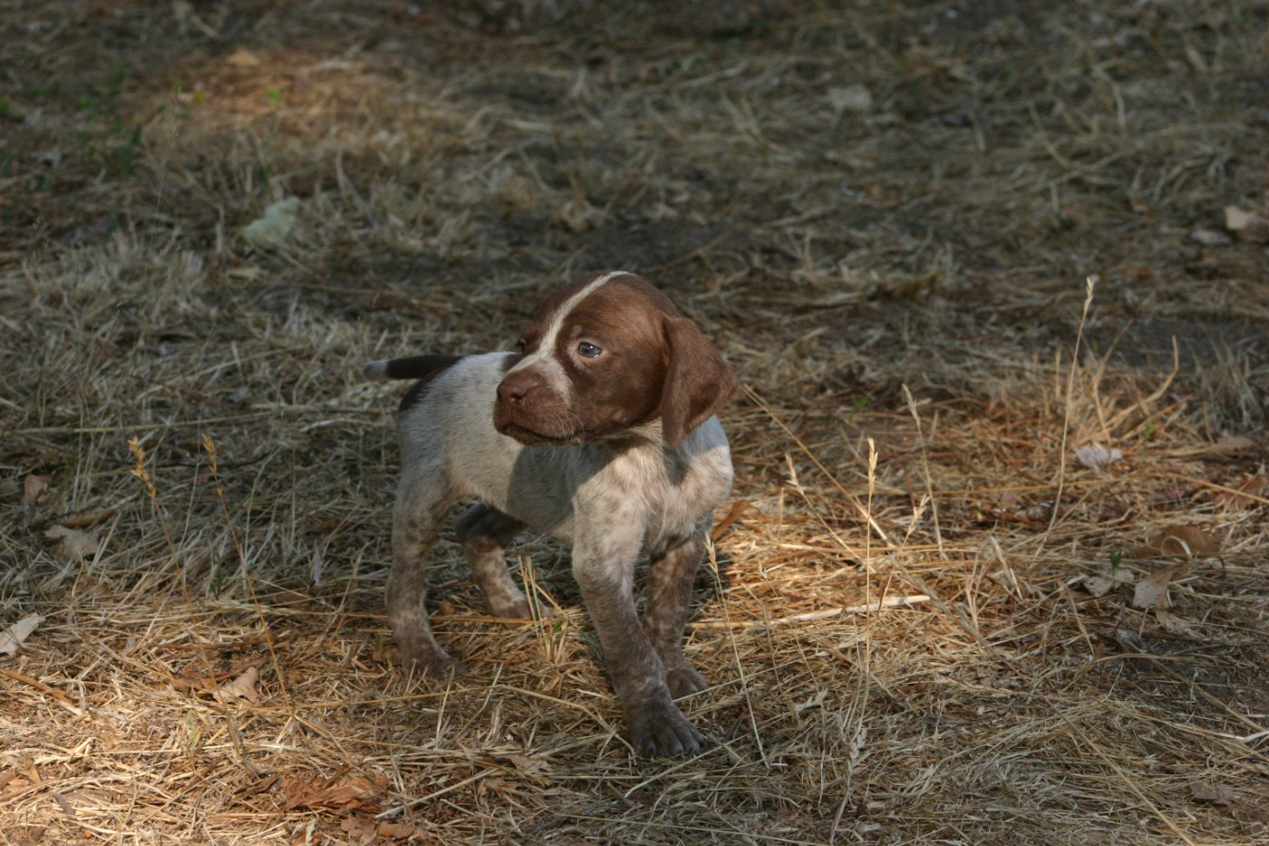De Comba Jaur - Chiots disponibles - Braque français, type Pyrenees (petite taille)