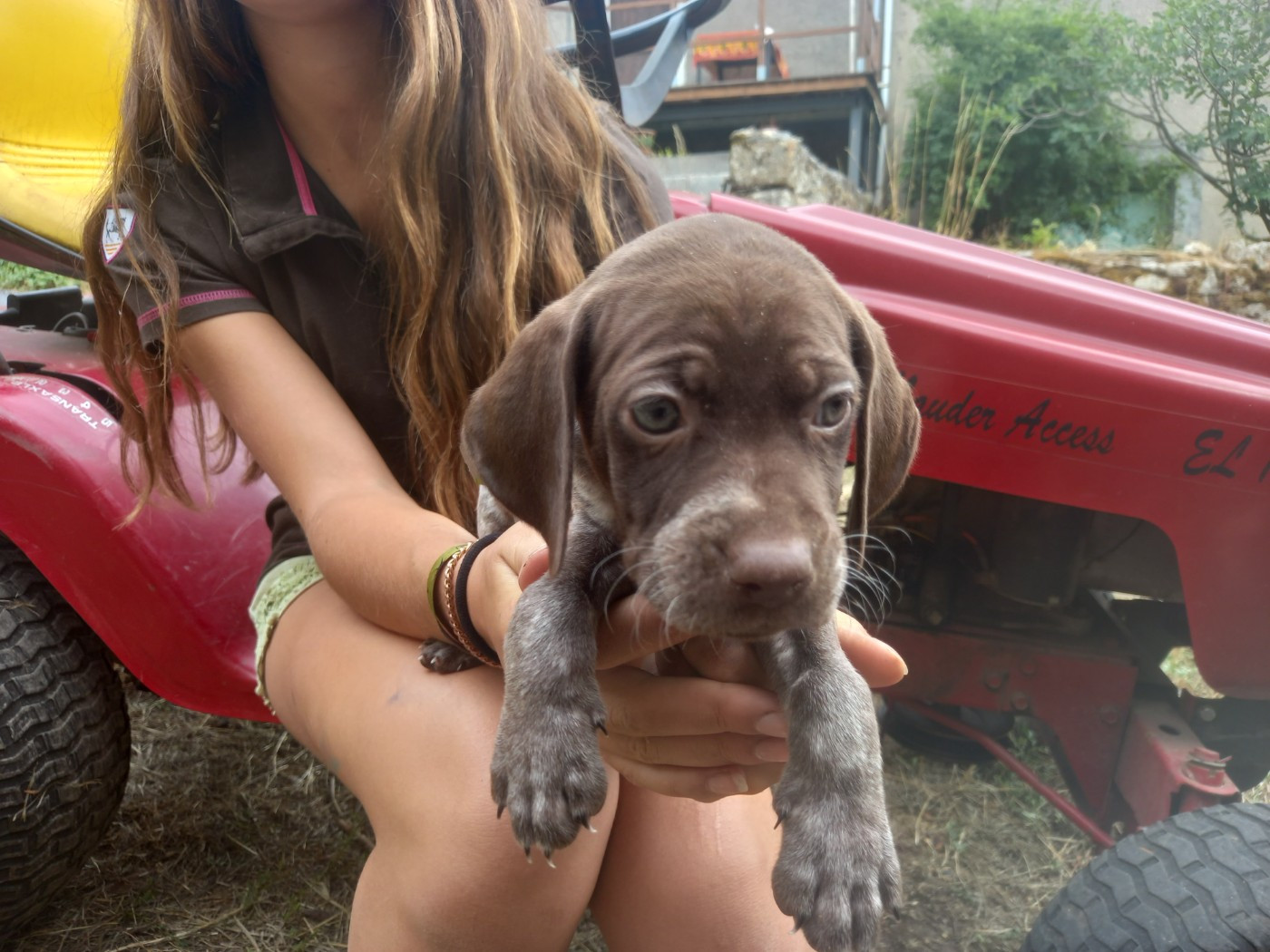 De Comba Jaur - Chiots disponibles - Braque français, type Pyrenees (petite taille)