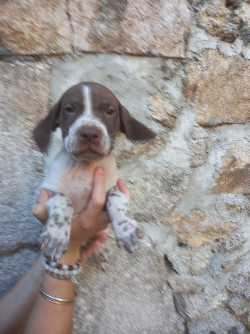 De Comba Jaur - Chiots disponibles - Braque français, type Pyrenees (petite taille)