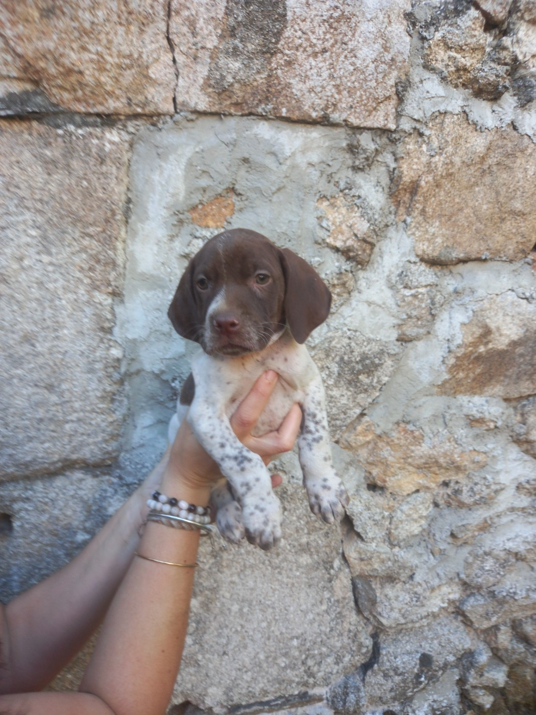 De Comba Jaur - Chiots disponibles - Braque français, type Pyrenees (petite taille)